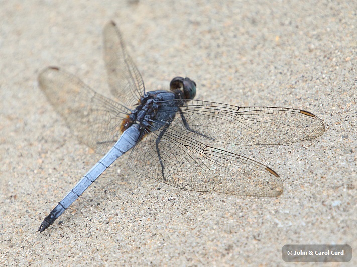 J17_2947 Orthetrum glaucum male.JPG